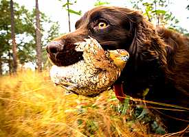 hunting dog with bob white quail